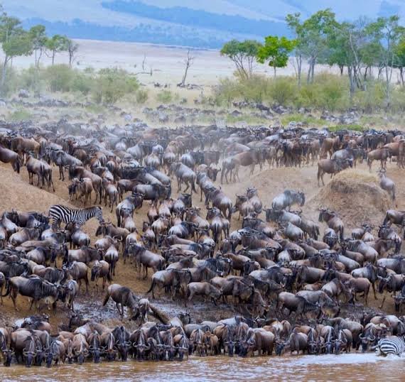 Best Serengeti Holiday Dates to See the Great Migration