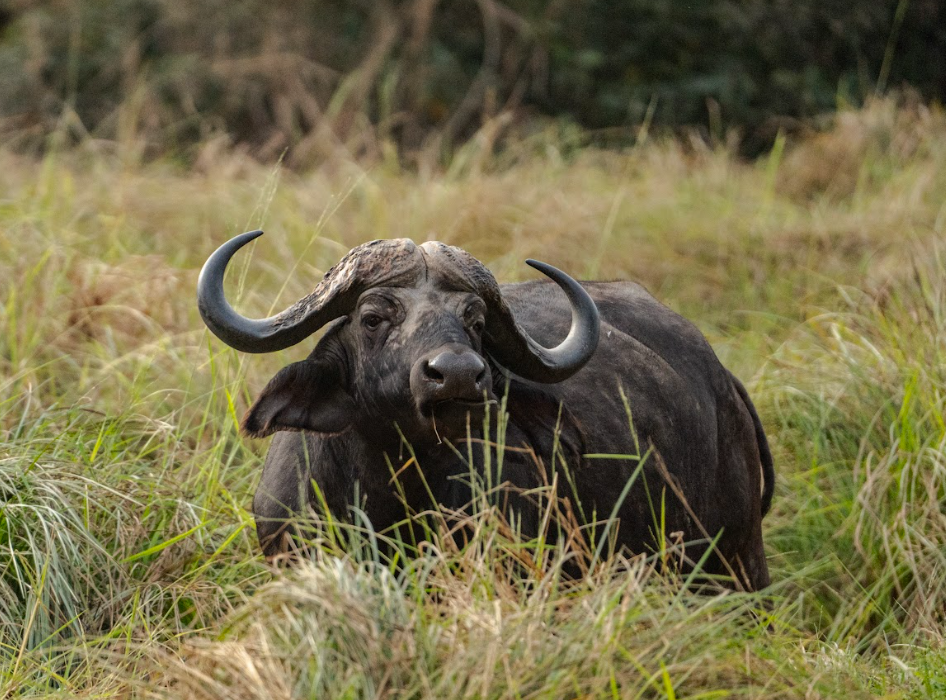 Nyerere National Park