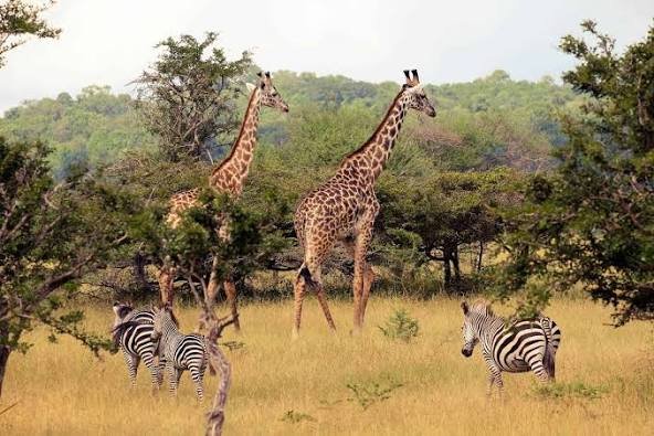 2-Day Wildlife Focus Safari Flying from Zanzibar to Nyerere NP (Selous Game Reserve)