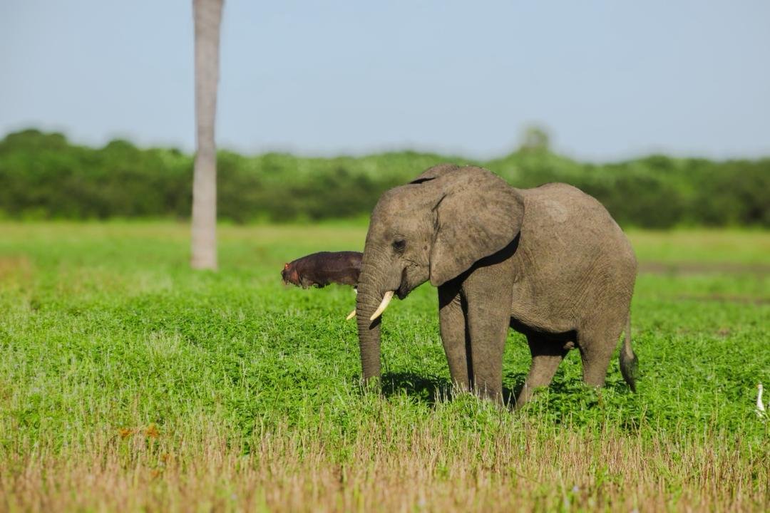 3-Day Nyerere Wilderness Safari from Dar es Salaam