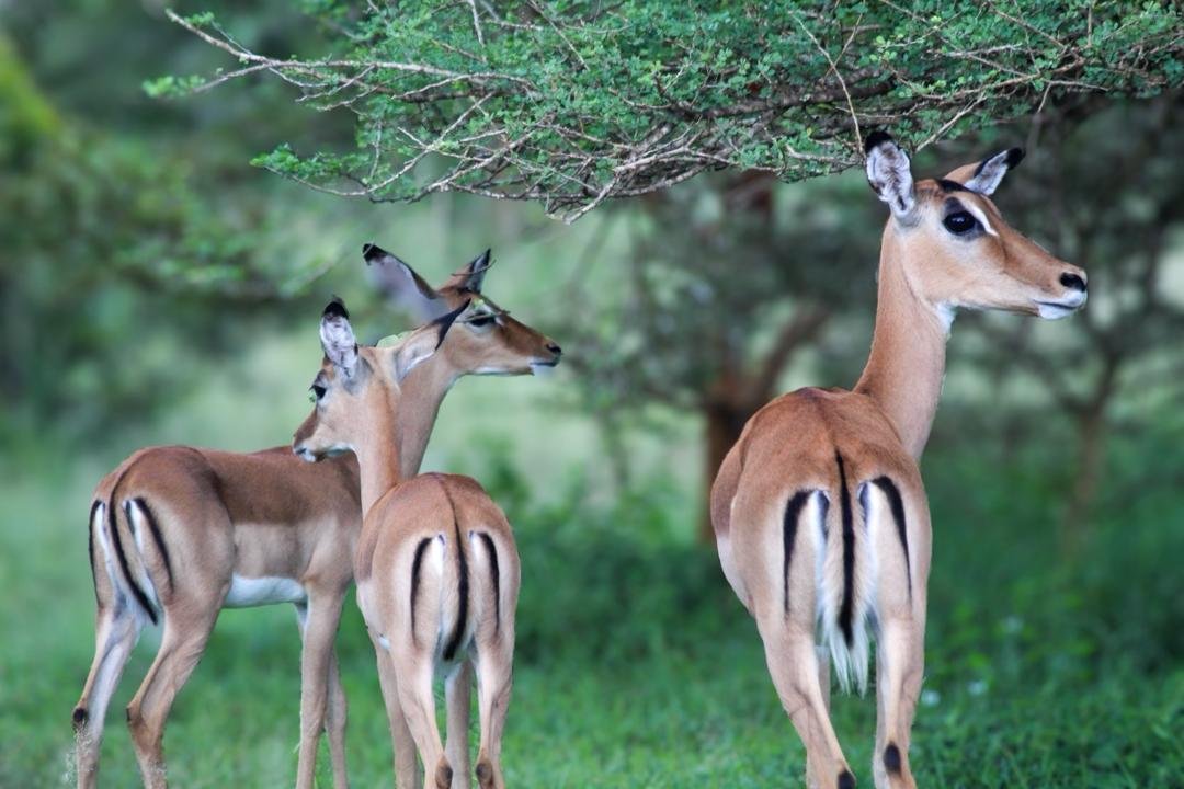 3-Day Nyerere Wilderness Safari from Dar es Salaam