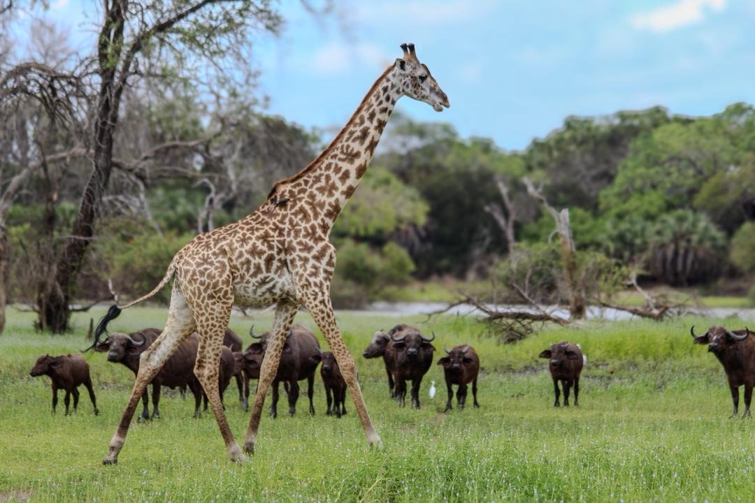 3-Day Nyerere Wilderness Safari from Dar es Salaam