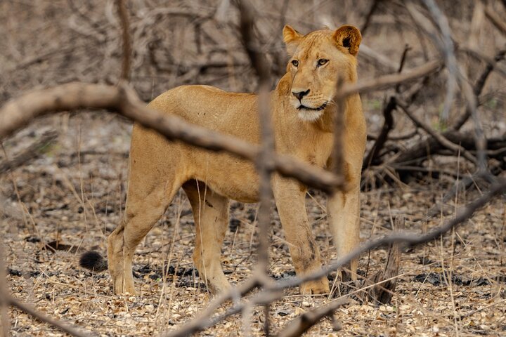 3-Day Safari from Zanzibar to Nyerere NP – Triple Game Drives