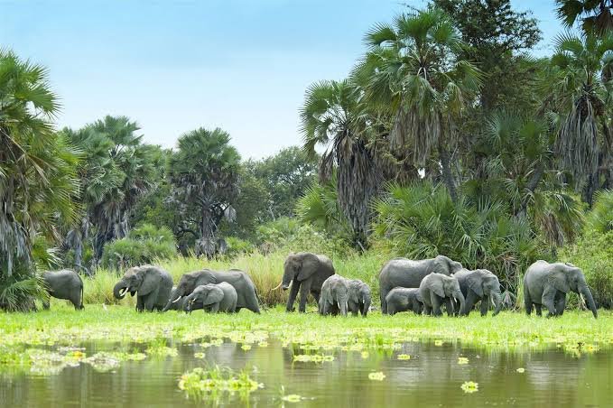 5-Day Southern Tanzania Safari Nyerere NP And Mikumi NP